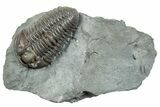 Very Nice, Inflated Flexicalymene Trilobite - Mt Orab, Ohio #257639-1